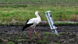 «Рахуємо кожне знищене дерево»: у Міндовкіллі оцінили збитки, завдані екології від початку війни