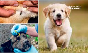 Як вберегти собаку від кліщів: чим обробляти улюбленця