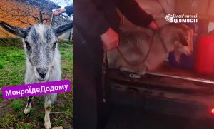 Не коза і не козел, але жива істота: історія порятунку зі Святогірська, яка ще триває