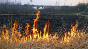 Чому не можна спалювати траву, очерет та листя і до чого це призводить