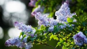 Церковний календар на травень 2023: які важливі дати та свята відзначатимемо