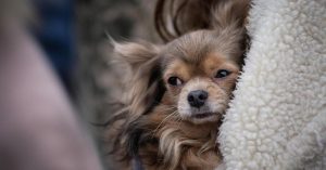 В Укрзалізниці нагадали як правильно подорожувати разом з домашніми улюбленцями