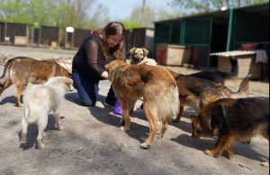 Притулок для тварин «Дай шанс» у Слов’янську потребує підтримки