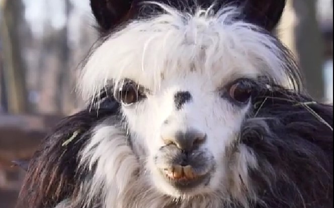 Майже знищений росіянами екопарк у Харкові, відновлює роботу