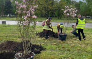 У Слов’янську садять магнолії