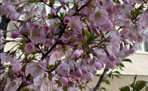 В Славянске зацвели сакуры. Фото