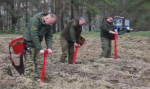 Лісівники з Лиманського лісгоспу висадили понад 9 тисяч саджанців в розмінованих лісах Донеччини