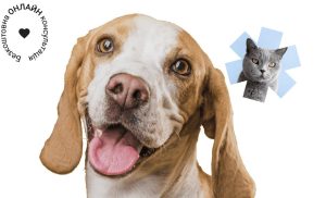 Безкоштовні ветеринарні онлайн консультації  для українців та їх тваринок ветеринарна клініка “Пес і Кіт”