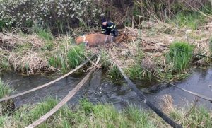 Рятувальники дістали корову з річки
