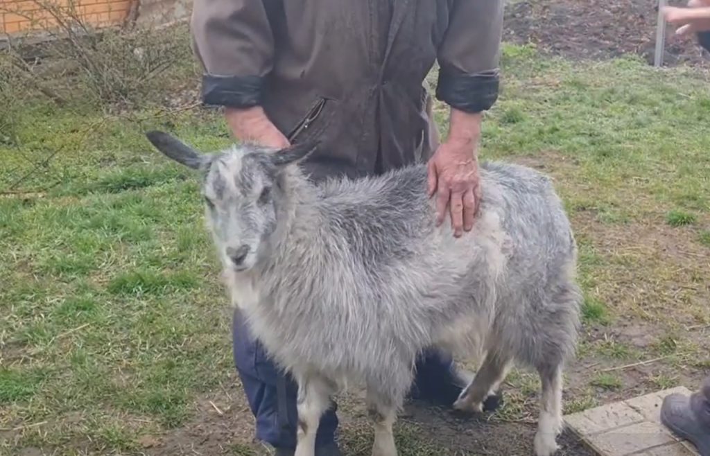 Історія врятованої «козло» Монро: частина друга і остання