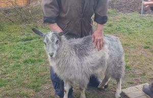 Історія врятованої «козло» Монро: частина друга і остання