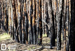 Як відновлюються ліси Донеччини