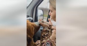 Під час евакуації зі Слов’янська волонтерам довелося приймати пологи у кішки (відео)