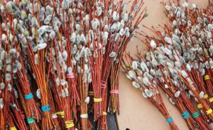 Не можна викидати: що робити зі старою свяченою вербою