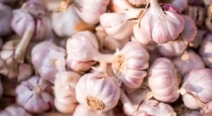 Коли садити часник навесні і як робити це правильно: топові поради