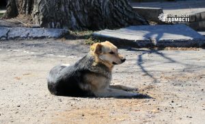 У Краматорську стерилізують безпритульних тварин. Телефон