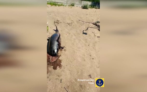 У Маріуполі триває мор дельфінів – мерія