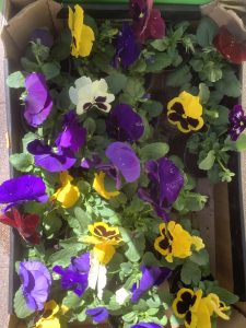 Які квіти купують у Слов’янську та чи змінилися ціни на «літники» у порівнянні з минулим роком?