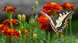 Церковний календар на червень 2023 року