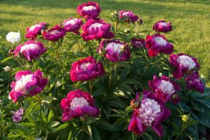 Що категорично не можна робити на Вознесіння Господнє: 8 головних заборон