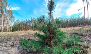 Лісові господарства Донеччини приєднаються до єдиного державного підприємства «Ліси України»