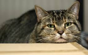 Потрібна допомога «хвостикам» у Слов’янську