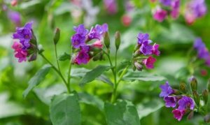 Зелена аптечка: лікарські трави в Україні і в чому вони допомагають