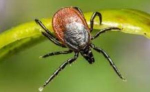Чим можна захворіти від укусу кліща?