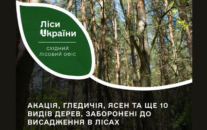 В лісах Східного лісового офісу заборонили висаджувати акацію, гледичію, ясен та ще низку дерев