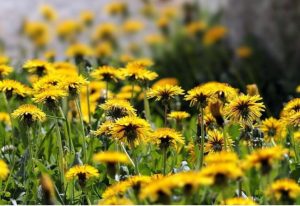 Кульбаба: лікувальні властивості, користь та як правильно їсти. Рецепти