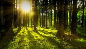 В Україні планують зняти обмеження на вирубку лісів: під загрозою національні парки – експерт