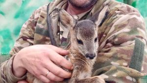Українські військові врятували під Лиманом на Донеччині оленя