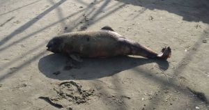 У Маріуполі через дії окупантів дельфіни масово викидаються на узбережжя Азовського моря