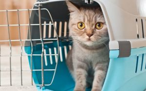 Як перевозити тварин залізницею в межах України та за кордон в 2023 році: актуальна інформація