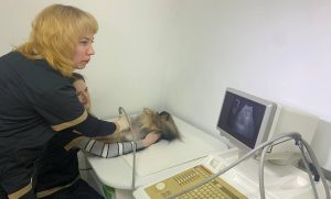 Головне – не здаватися: тричі переселенка втретє відновила роботу ветеринарної клініки