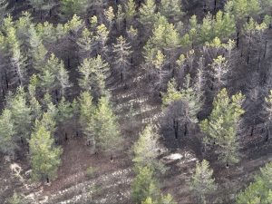 Згорілі ліси, понівечені крейдяні схили, постраждалі тварини: наслідки війни на території «Святих гір»