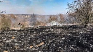 Еколог про національний парк «Святі гори»: Посадка лісу – це 100% знищення усього, що там залишилося