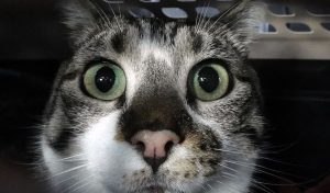 Ветеринар розповів про вплив війни та евакуації на домашніх тварин і надав рекомендації власникам