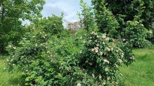 Радіаційний фон у Слов’янську – в нормі