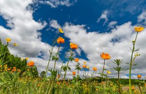Петрів піст з 12 червня по 11 липня: історія, що не можна їсти і що не можна робити
