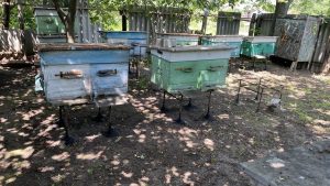 “Хоч відро меду з вулика викачав — вже добре”. Бджоляр розповів про початок сезону літнього меду на Донеччині