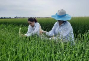 На Донеччині попри вторгнення Росії продовжують виводити нові сорти ячменю