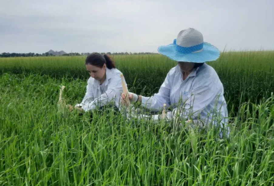 На Донеччині попри вторгнення Росії продовжують виводити нові сорти ячменю