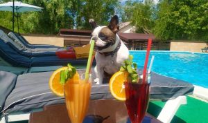 Незламний «Шервурд» запрошує відпочивальників. Працює навіть басейн (фото)