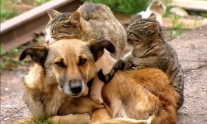 У Слов’янську безплатно стерилізуватимуть тварин: коли та як записатися