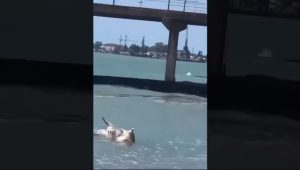 Наслідки теракту на Каховський ГЕС: в Абхазії до берега прибило трупи українських тварин (відео)