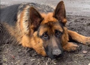 Терміново! Розшукується собака загиблого військового! (доповнено)