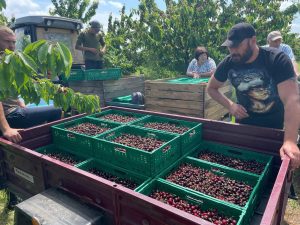 ТОВ «Сади Донбасу» пропонує «солодку» роботу