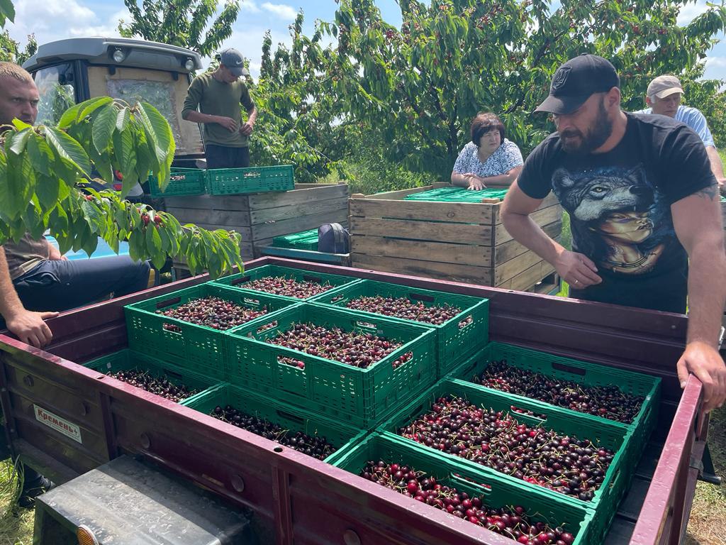 ТОВ «Сади Донбасу» пропонує «солодку» роботу