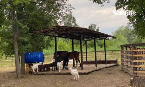 Як виглядає Слов’янський зоокуточок у парку «Шовковичний» (фото)